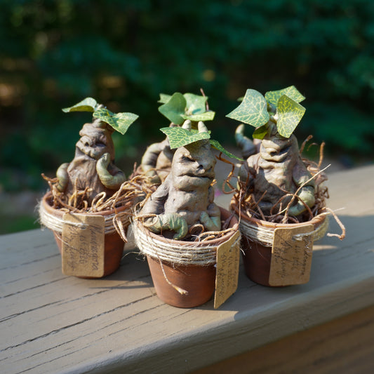 Mandragora (Mandrake)